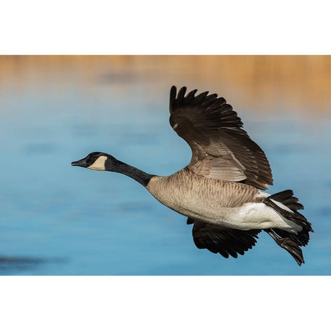 Greater Canada goose White Modern Wood Framed Art Print by Archer, Ken