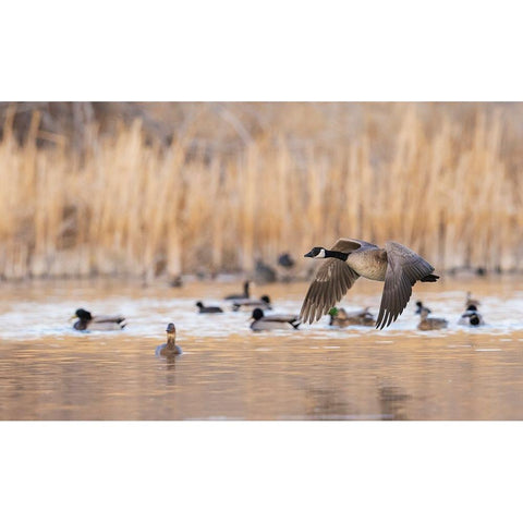 Canada goose taking flight Black Modern Wood Framed Art Print by Archer, Ken