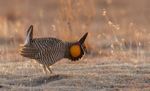 Greater prairie chickens-courtship display Black Ornate Wood Framed Art Print with Double Matting by Archer, Ken