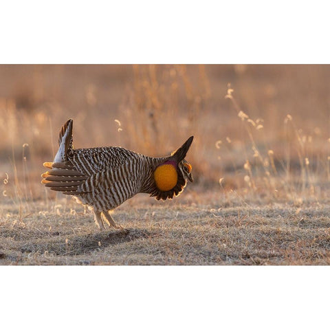Greater prairie chickens-courtship display Black Modern Wood Framed Art Print with Double Matting by Archer, Ken