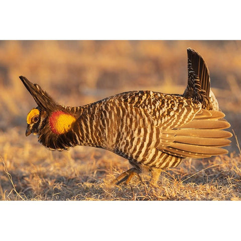 Greater prairie chickens-courtship display Black Modern Wood Framed Art Print with Double Matting by Archer, Ken