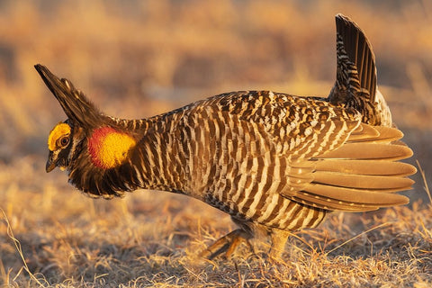 Greater prairie chickens-courtship display Black Ornate Wood Framed Art Print with Double Matting by Archer, Ken