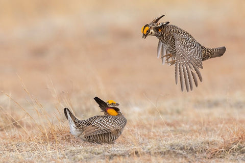 Greater prairie chickens-dominance dispute Black Ornate Wood Framed Art Print with Double Matting by Archer, Ken