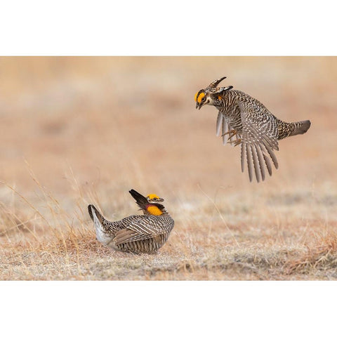 Greater prairie chickens-dominance dispute Black Modern Wood Framed Art Print by Archer, Ken