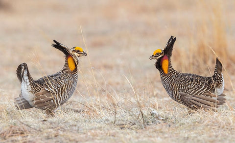 Greater prairie chickens-competing males Black Ornate Wood Framed Art Print with Double Matting by Archer, Ken