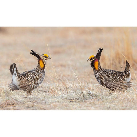 Greater prairie chickens-competing males Gold Ornate Wood Framed Art Print with Double Matting by Archer, Ken