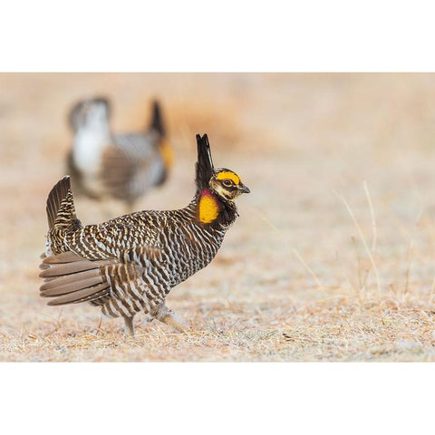 Greater prairie chickens-competing males White Modern Wood Framed Art Print by Archer, Ken