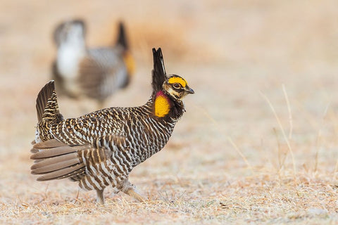 Greater prairie chickens-competing males Black Ornate Wood Framed Art Print with Double Matting by Archer, Ken