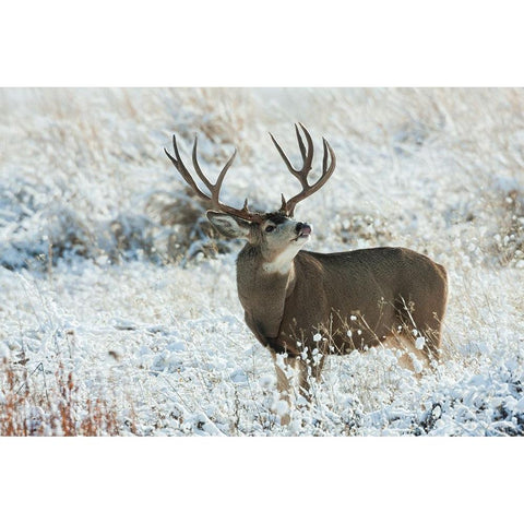 Mule Deer Buck Gold Ornate Wood Framed Art Print with Double Matting by Archer, Ken