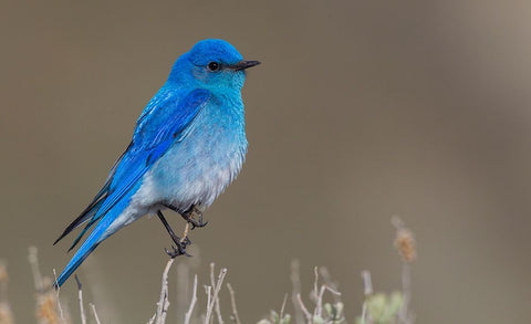 Male mountain bluebird Black Ornate Wood Framed Art Print with Double Matting by Archer, Ken