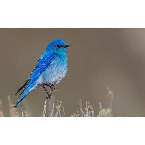 Male mountain bluebird White Modern Wood Framed Art Print by Archer, Ken