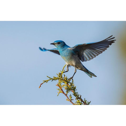 Mountain bluebird alighting Black Modern Wood Framed Art Print with Double Matting by Archer, Ken
