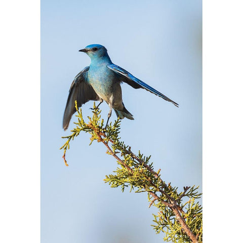 Mountain bluebird White Modern Wood Framed Art Print by Archer, Ken