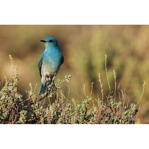 Male mountain bluebird Gold Ornate Wood Framed Art Print with Double Matting by Archer, Ken