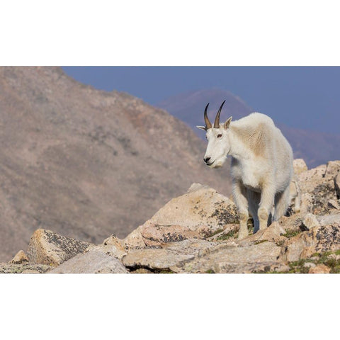 Mountain goat billy Gold Ornate Wood Framed Art Print with Double Matting by Archer, Ken