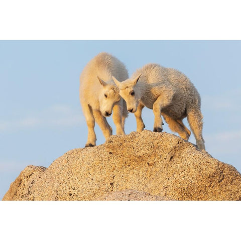 Mountain goat kids playing Black Modern Wood Framed Art Print with Double Matting by Archer, Ken