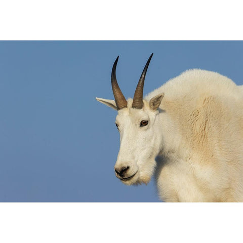 Mountain goat billy White Modern Wood Framed Art Print by Archer, Ken