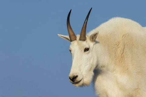 Mountain goat billy White Modern Wood Framed Art Print with Double Matting by Archer, Ken