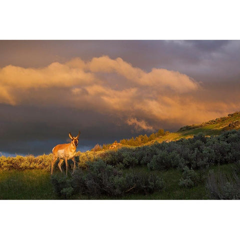 Pronghorn-clearing thunderstorm Black Modern Wood Framed Art Print with Double Matting by Archer, Ken