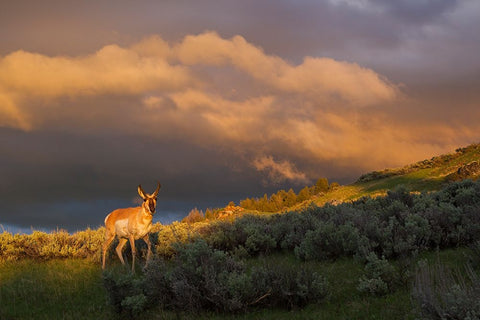 Pronghorn-clearing thunderstorm Black Ornate Wood Framed Art Print with Double Matting by Archer, Ken