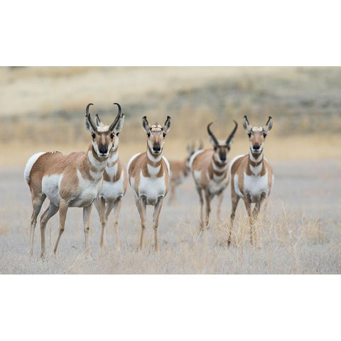 Pronghorns Black Modern Wood Framed Art Print by Archer, Ken