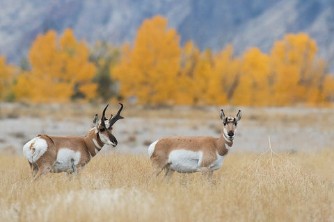 Pronghorn pair Black Ornate Wood Framed Art Print with Double Matting by Archer, Ken