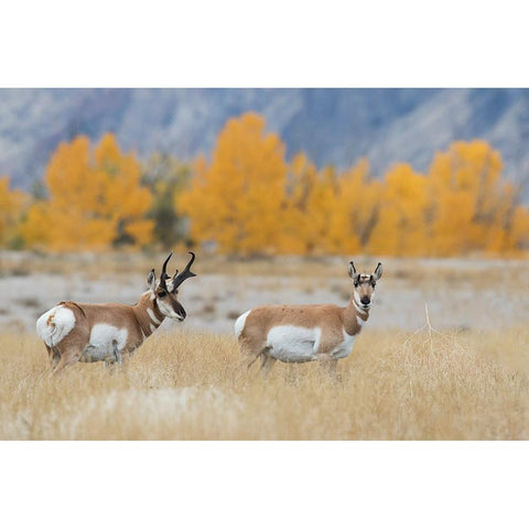 Pronghorn pair Black Modern Wood Framed Art Print by Archer, Ken