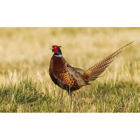 Ring-necked pheasant White Modern Wood Framed Art Print by Archer, Ken
