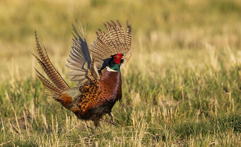 Ring-necked pheasant-courtship display Black Ornate Wood Framed Art Print with Double Matting by Archer, Ken