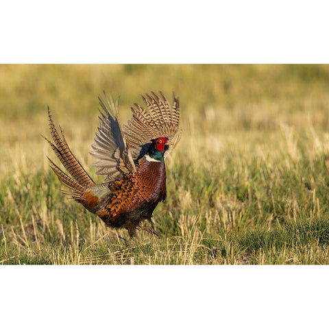 Ring-necked pheasant-courtship display Black Modern Wood Framed Art Print by Archer, Ken