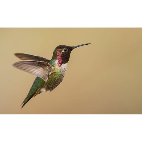 Male annas hummingbird White Modern Wood Framed Art Print by Archer, Ken