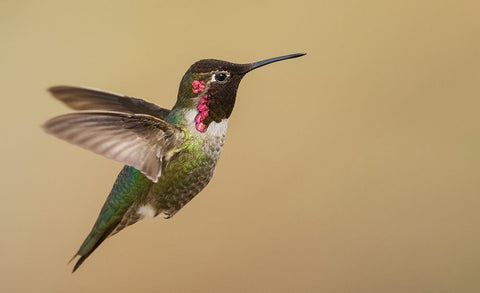 Male annas hummingbird White Modern Wood Framed Art Print with Double Matting by Archer, Ken