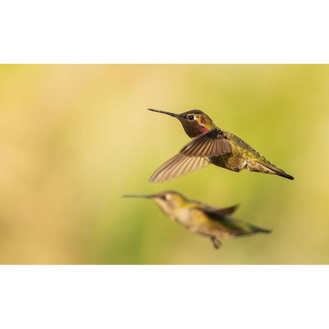 Annas hummingbird pair White Modern Wood Framed Art Print by Archer, Ken