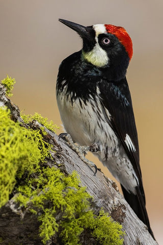 Acorn woodpecker White Modern Wood Framed Art Print with Double Matting by Archer, Ken