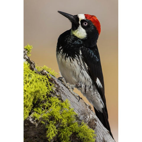 Acorn woodpecker Black Modern Wood Framed Art Print by Archer, Ken