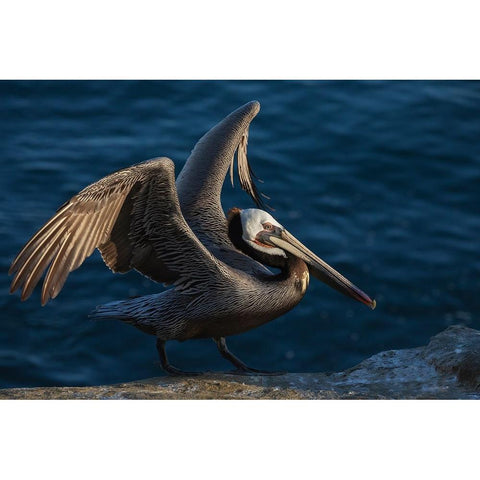Brown pelican Black Modern Wood Framed Art Print with Double Matting by Archer, Ken