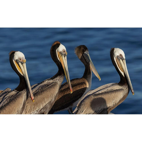 Brown pelican Black Modern Wood Framed Art Print by Archer, Ken