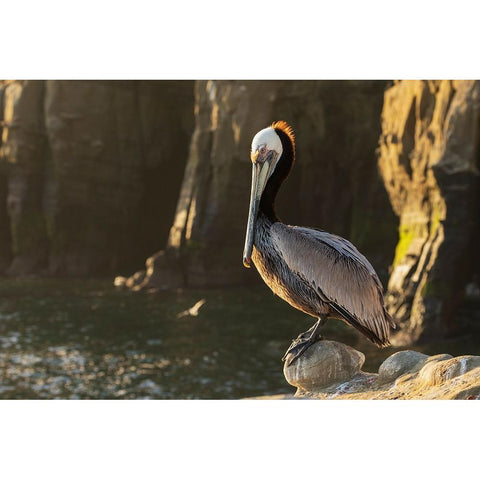 Brown pelican at first light Gold Ornate Wood Framed Art Print with Double Matting by Archer, Ken