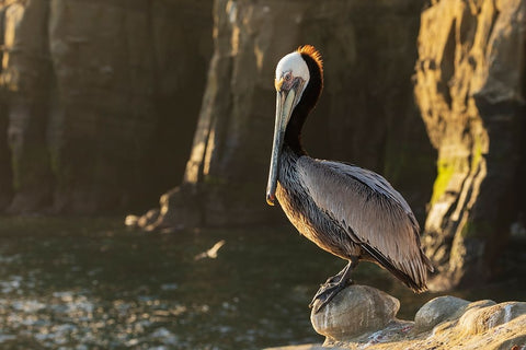 Brown pelican at first light White Modern Wood Framed Art Print with Double Matting by Archer, Ken