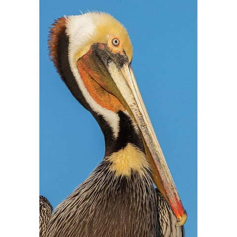 Brown pelican White Modern Wood Framed Art Print by Archer, Ken