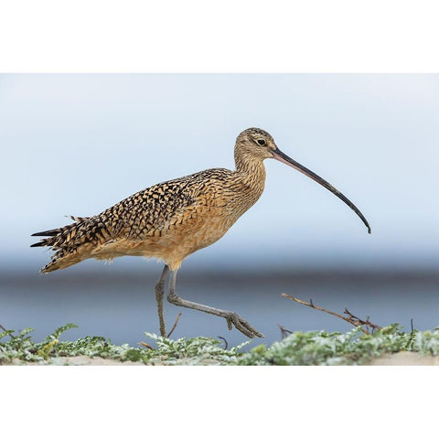 Long-billed curlews at the beach White Modern Wood Framed Art Print by Archer, Ken