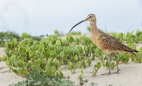 Long-billed curlew at the beach Black Ornate Wood Framed Art Print with Double Matting by Archer, Ken