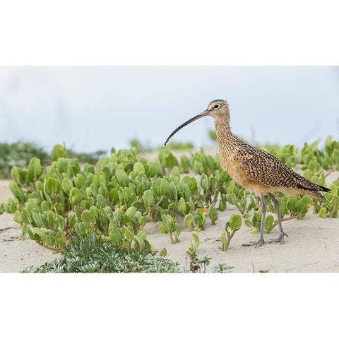 Long-billed curlew at the beach Black Modern Wood Framed Art Print with Double Matting by Archer, Ken