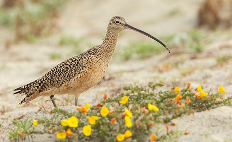 Long-billed curlew at the beach Black Ornate Wood Framed Art Print with Double Matting by Archer, Ken