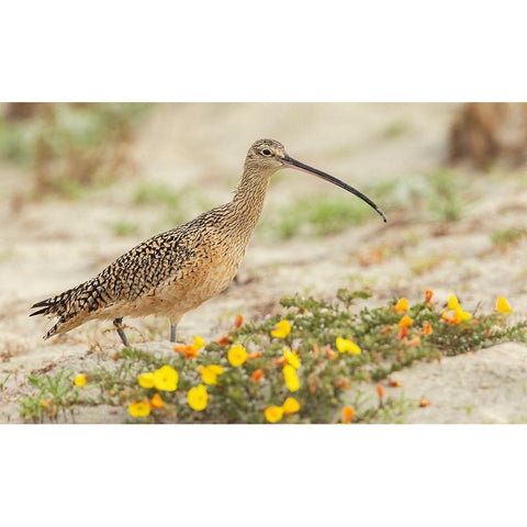 Long-billed curlew at the beach Black Modern Wood Framed Art Print by Archer, Ken