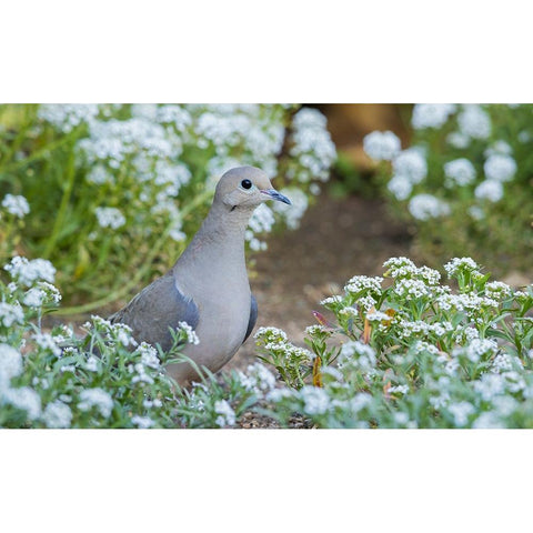 Mourning dove Gold Ornate Wood Framed Art Print with Double Matting by Archer, Ken