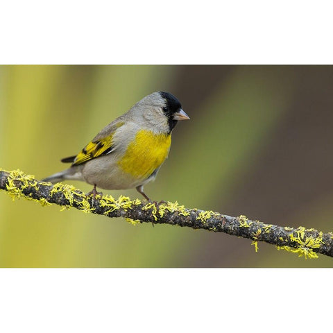 Lawrences goldfinch Black Modern Wood Framed Art Print by Archer, Ken