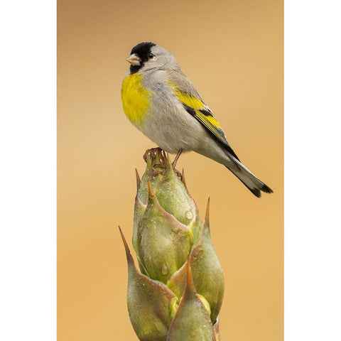 Lawrences goldfinch White Modern Wood Framed Art Print by Archer, Ken