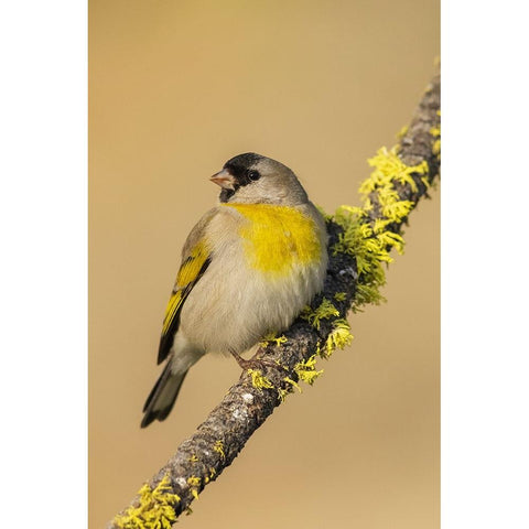 Lawrences goldfinch Black Modern Wood Framed Art Print by Archer, Ken
