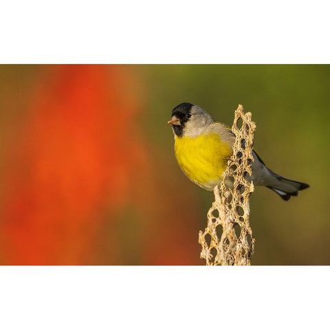Lawrences goldfinch Black Modern Wood Framed Art Print with Double Matting by Archer, Ken